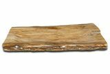 Polished Rip-Cut Petrified Wood Dish - Madagascar #339447-2